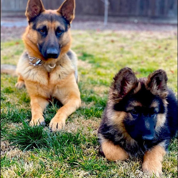 Meet your Posher, Maya f. - Picture 1 of 2